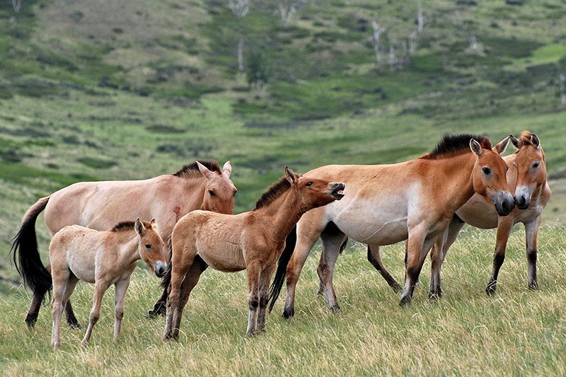 takhi wild horses 3