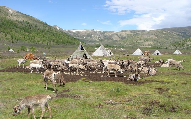 zuun taiga 101 fill w800h500